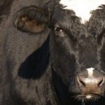 DFA to pay $158.6 million in antitrust settlement