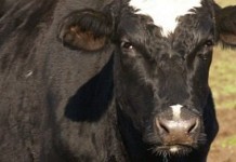 DFA to pay $158.6 million in antitrust settlement