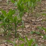 GMO basher, Mark Lynas, makes an about-face