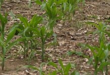 GMO basher, Mark Lynas, makes an about-face