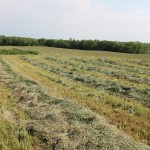 What’s lurking in your forages? forages