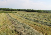 Let’s talk nitrogen. 50 lbs. of N forages