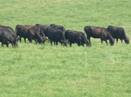 Do you have a grazing exit plan? herd grazing