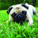 Some dogs well known as snorers, but why? pug in grass