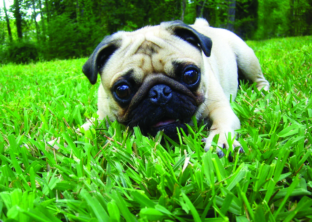 pug in grass