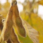 Grain market prices defensive going into the end-of-year reports