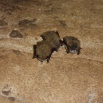 White-nose syndrome confirmed in Mammoth Cave National Park bats