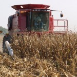 Export news dominates grain markets