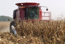 Export news dominates grain markets