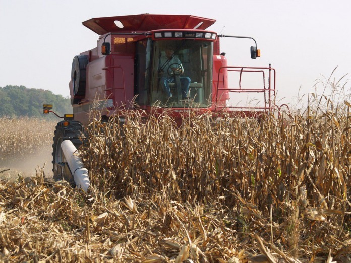 combining corn
