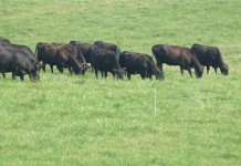 Plan to add value to your pasture