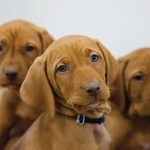 Pets need pain management too, but not Tylenol photo of puppies