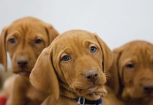 Pets need pain management too, but not Tylenol photo of puppies