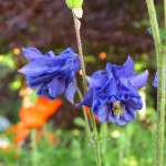 Grimm, Columbine