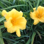 Harrington day lily