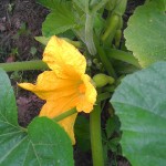 Neil Crumpton, Ruston, LA.