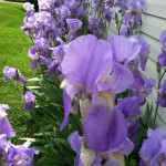 Stelleman, Iris