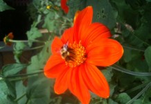 Bad seeds: Weed seed found in pollinator mixes