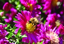 Should we worry about pollinators? 19th century research sheds light on climate change be on flower