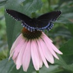 Cut blooms that will last