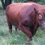 New bull will make a genetic contribution Red bull in pasture