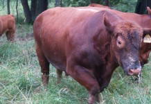 New bull will make a genetic contribution Red bull in pasture