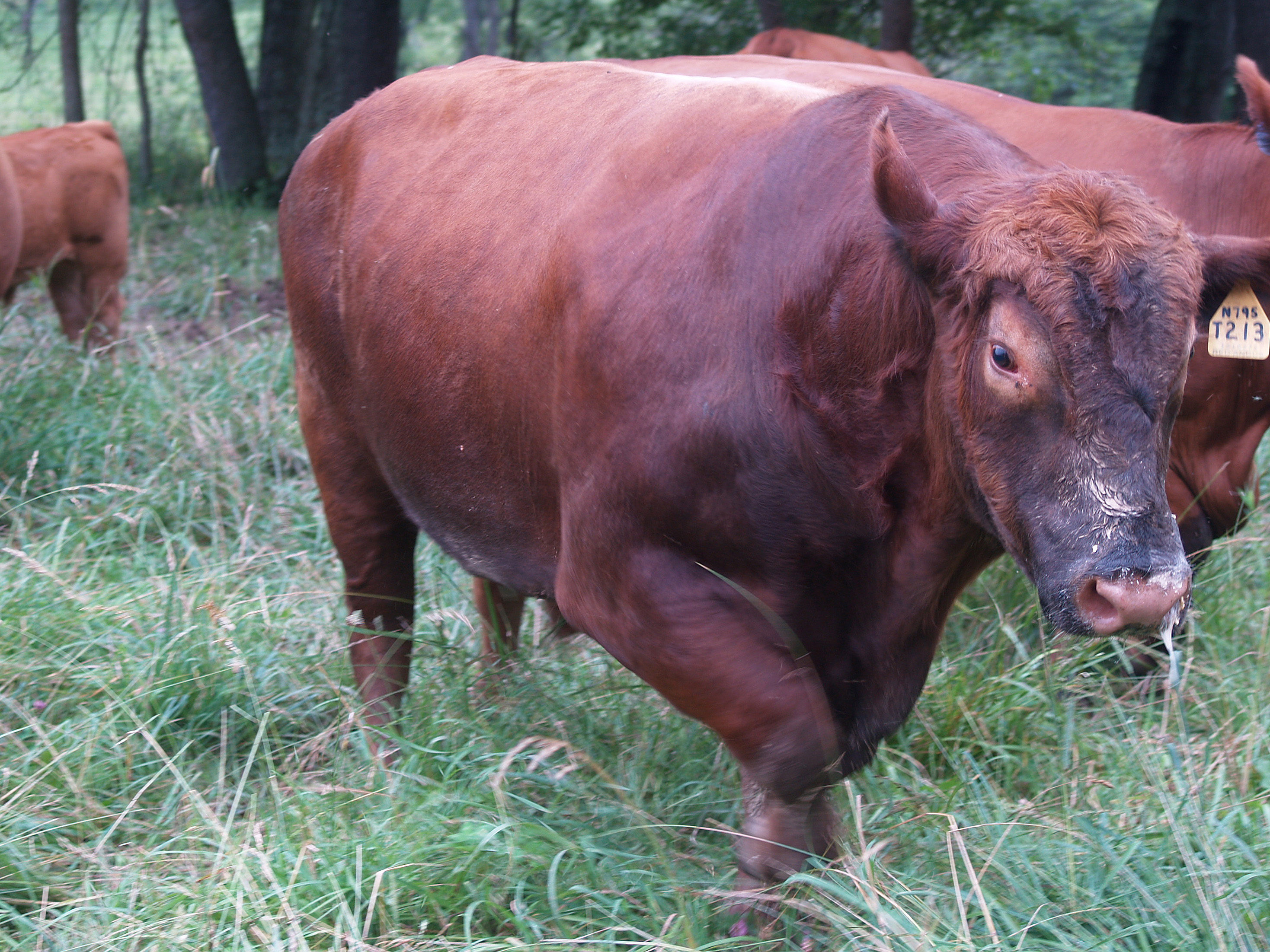 New bull will make a genetic contribution Red bull in pasture