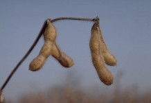 Monsanto and DuPont agree to genetic and seed technology exchange