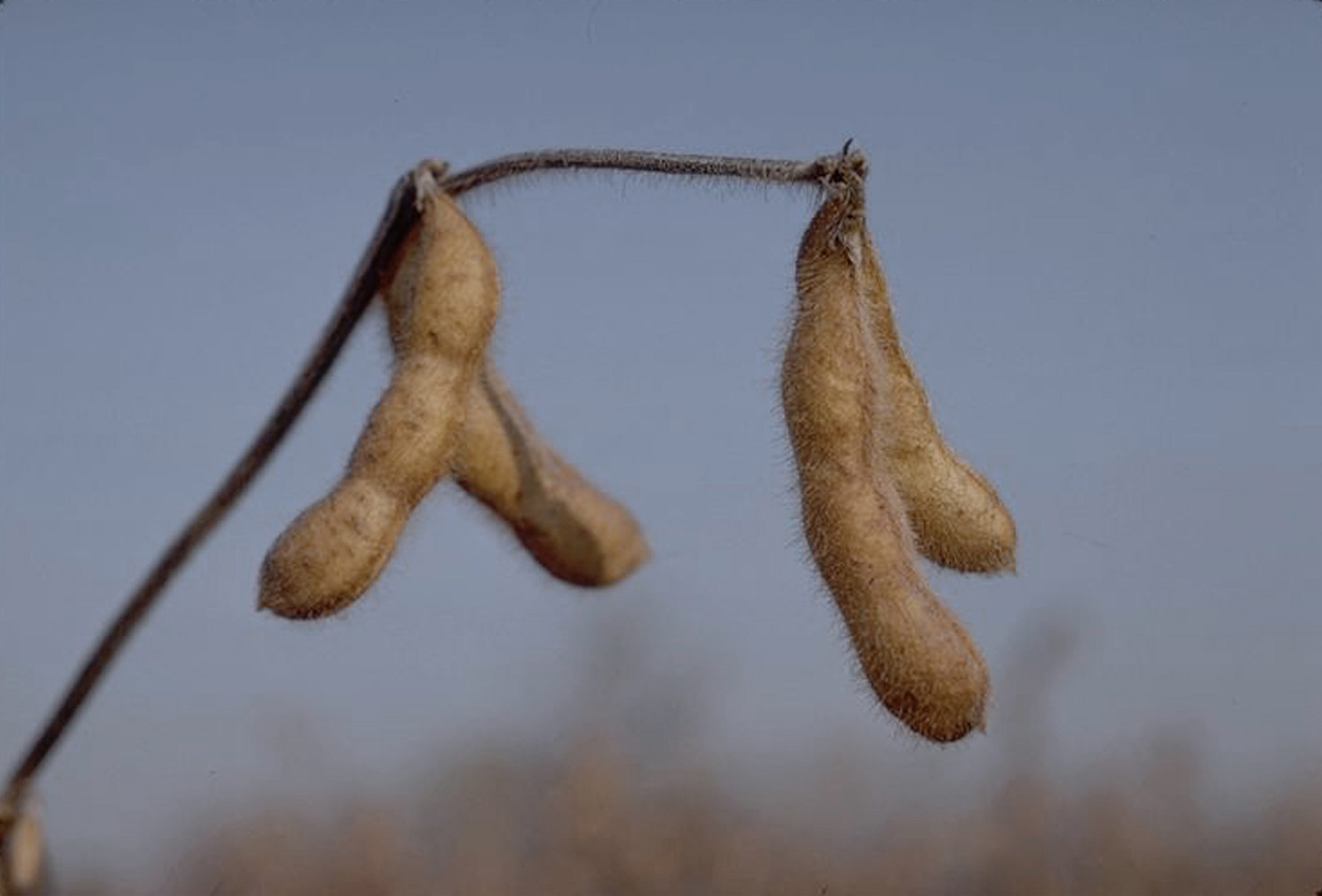 Monsanto and DuPont agree to genetic and seed technology exchange