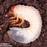 New corn pest moving into northern Ohio; deal with it before planting University of Nebraska