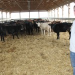 Hoffman Farms focuses on crops and cattle