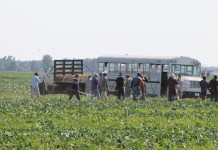 Obama vows executive action over immigration reform Immigrants working in field