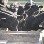 NCBA and Beef Checkoff funds are in compliance with USDA guidelines