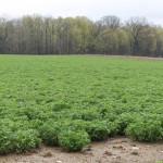 Planting 2013: Cold spring could finally break this week