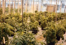 New ‘dual resistant’ tomatoes fight lethal pests with one-two punch