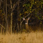 Enjoying nature and keeping pests out deer photo
