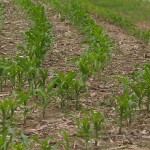 The true cost of soil erosion no-till corn field