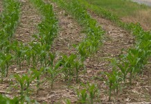 The true cost of soil erosion no-till corn field