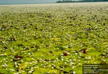 This flowering aquatic plant may look nice, but beware