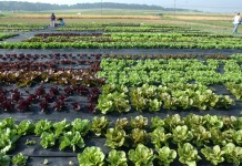 Sessions aimed at improving safety of fruits, veggies