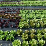 FDA coming to Ohio April 30 to listen to produce growers’ concerns