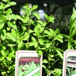 Herb gardens give many benefits Herb garden
