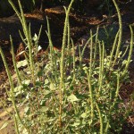 (Lynn Sosnoskie, UC-Davis, Calif., photo)