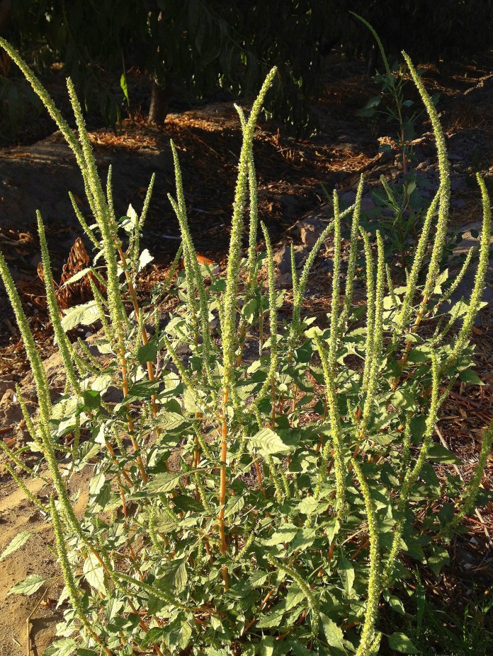 Male Palmer amaranth. (Lynn Sosnoskie, UC-Davis, Calif., photo)