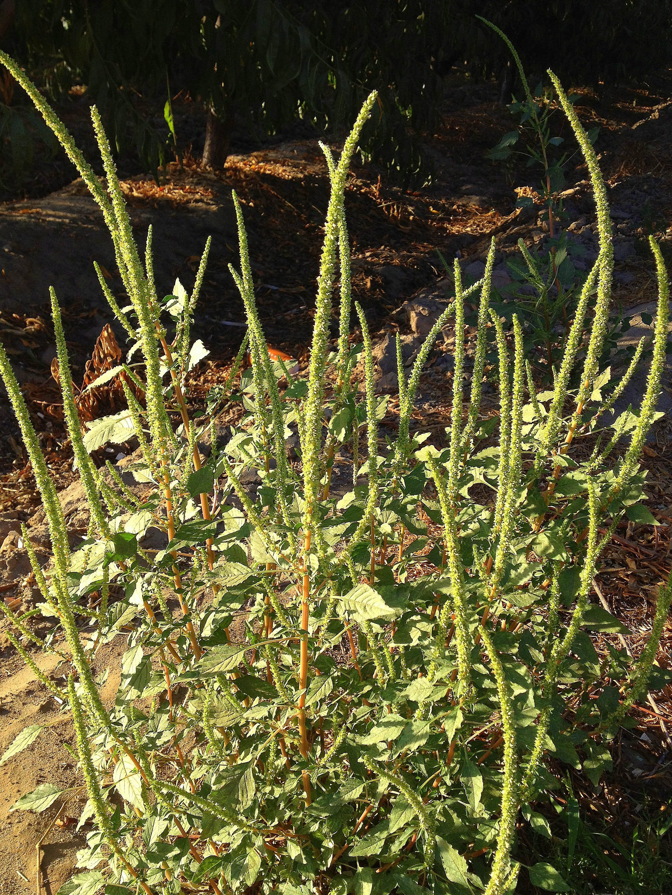 OSU weed specialist: Do legwork to stop spread of herbicide-resistant weeds (Lynn Sosnoskie, UC-Davis, Calif., photo)