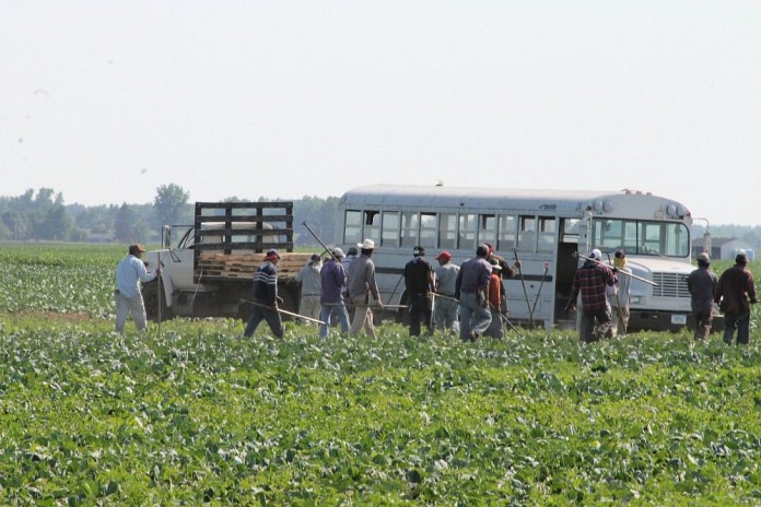 produce field workers produce field workers