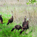 Ohio turkey hunters harvest 7,551 photo of turkeys