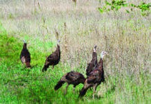 Halftime: Turkey hunters rethink your plan photo of turkeys