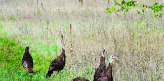 Turkey hunters check 15,673 birds photo of turkeys
