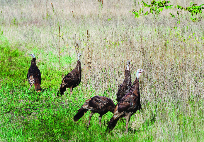 wild turkey photo of turkeys